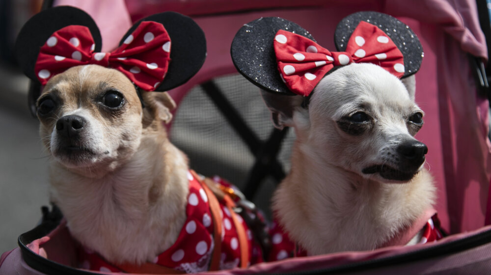 Psići u kostimima i šljokicama paradirali u Rio de Žaneiru, na početku karnevala (FOTO) 1