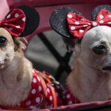 Psići u kostimima i šljokicama paradirali u Rio de Žaneiru, na početku karnevala (FOTO) 1