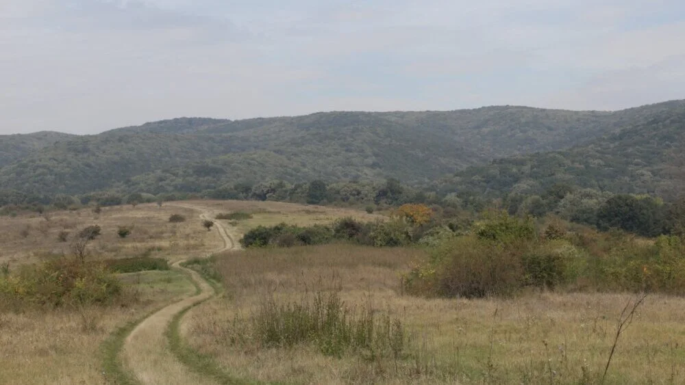 Fruška gora: Preorano gotovo 30 hektara pašnjaka od izuzetnog značaja i to je najveće uništavanje prirode do sada zabeleženo 3