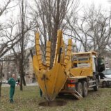 Specijalna mašina za sadnju drveća u Novom Sadu ozelenjava grad: Svakog dana premesti tri do pet stabala na nove lokacije (VIDEO) 7