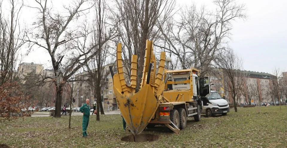 Specijalna mašina za sadnju drveća u Novom Sadu ozelenjava grad: Svakog dana premesti tri do pet stabala na nove lokacije (VIDEO) 1