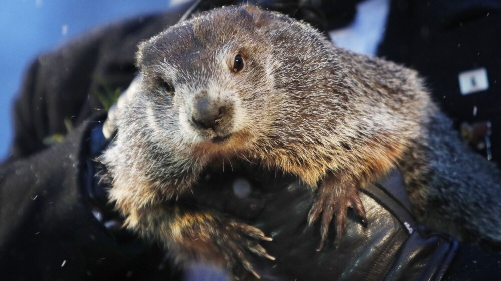 Dan mrmota: Panksatoni Fil nije ugledao svoju senku, što znači da proleće stiže ranije 1