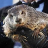 Dan mrmota: Panksatoni Fil nije ugledao svoju senku, što znači da proleće stiže ranije 8