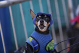 Psići u kostimima i šljokicama paradirali u Rio de Žaneiru, na početku karnevala (FOTO) 4