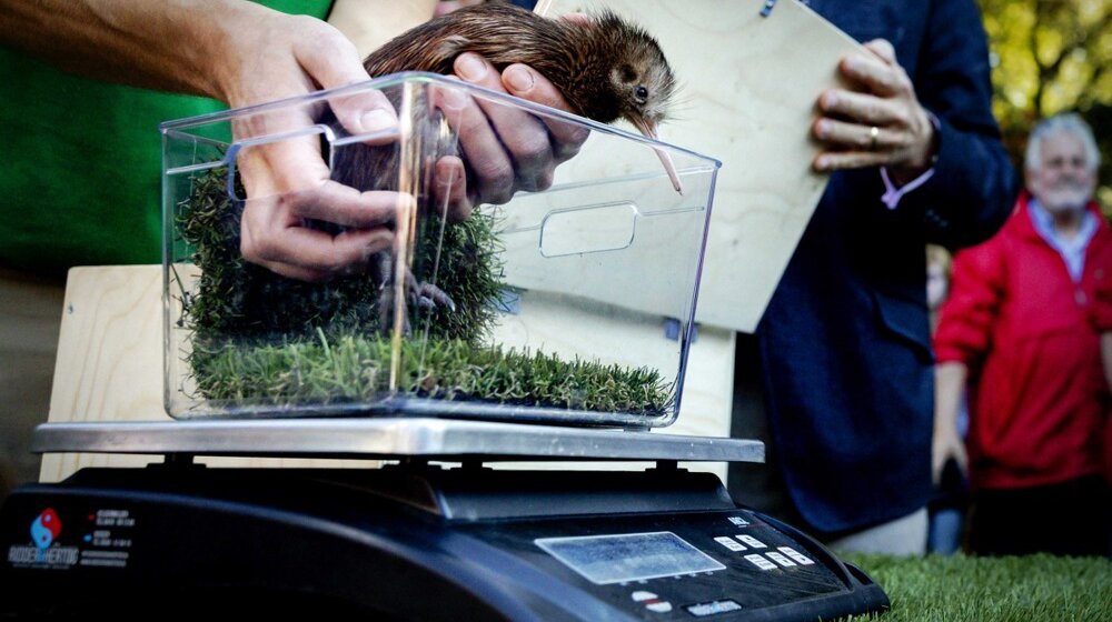 Na Novom Zelandu otvorena prva bolnica za kivije 1