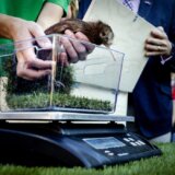 Na Novom Zelandu otvorena prva bolnica za kivije 2