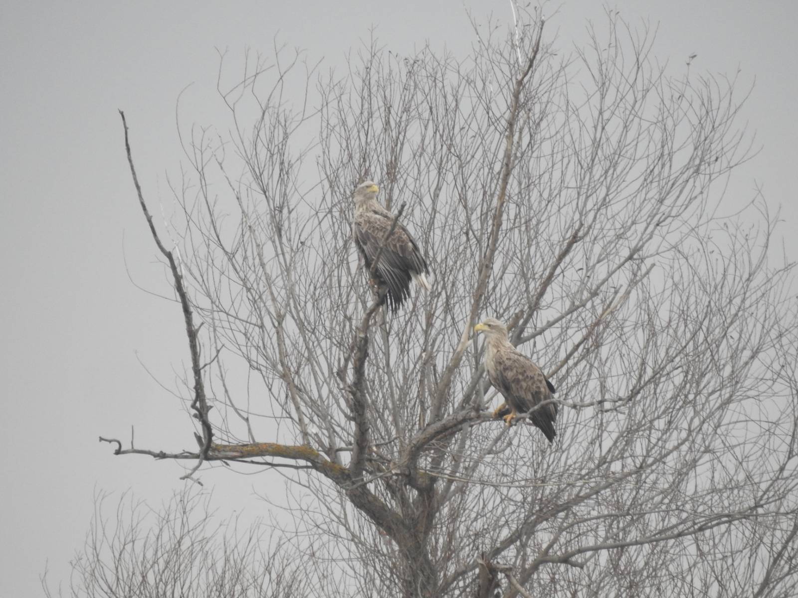 Šta nam poručuje poslednji popis ptica vodenih staništa? 5 Šta nam poručuje poslednji popis ptica vodenih staništa? 5