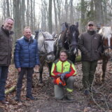 U Beču, umesto mašina, ponovo konji u službi šumarstva 4