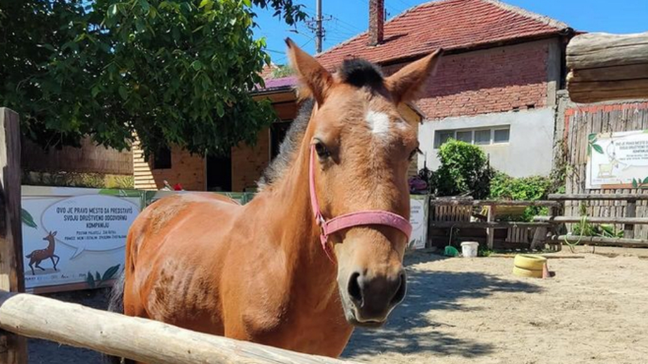 Kobila Aurelia trajno oduzeta Vlasotinčaninu koji ju je pretukao 1