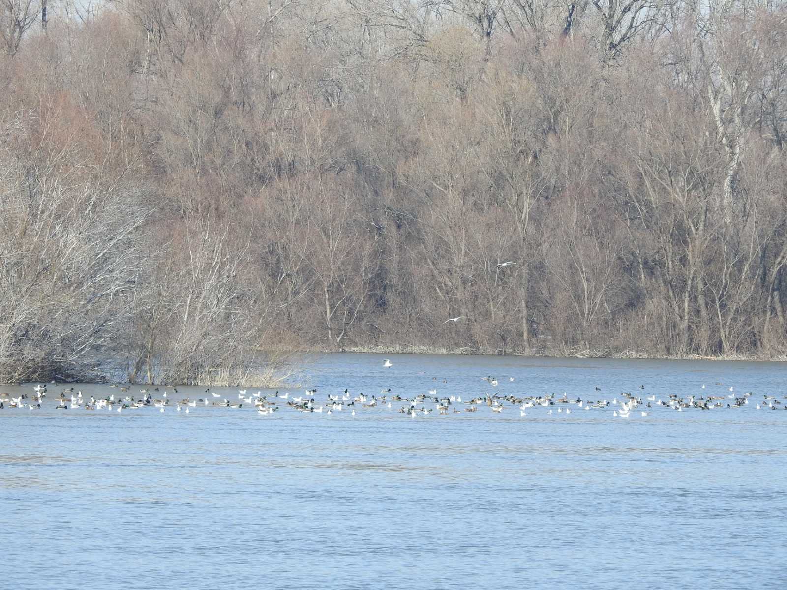 Šta nam poručuje poslednji popis ptica vodenih staništa? 2 Šta nam poručuje poslednji popis ptica vodenih staništa? 2