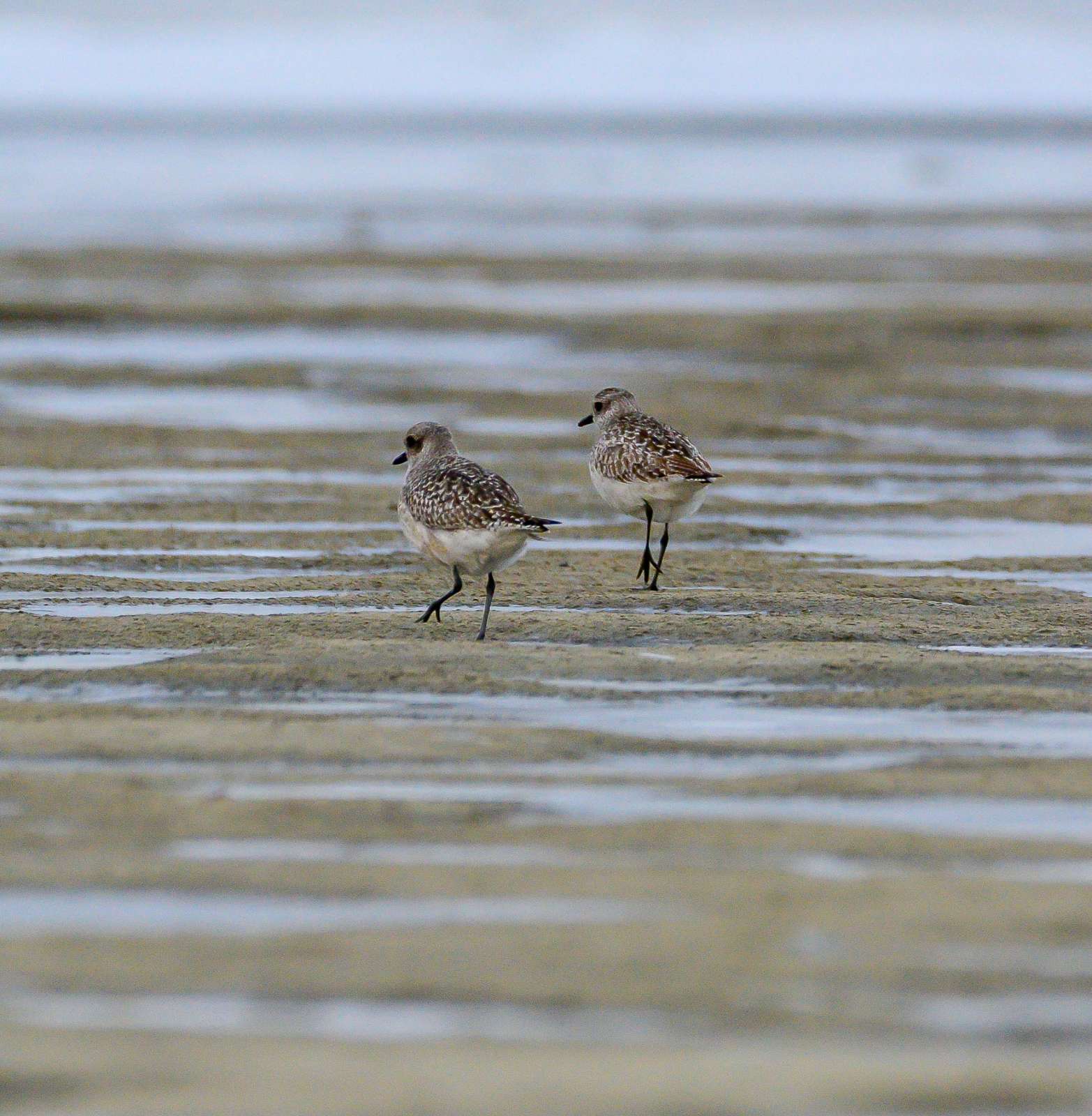 Šta nam poručuje poslednji popis ptica vodenih staništa? 4 Šta nam poručuje poslednji popis ptica vodenih staništa? 4