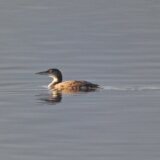 Šta nam poručuje poslednji popis ptica vodenih staništa? 1