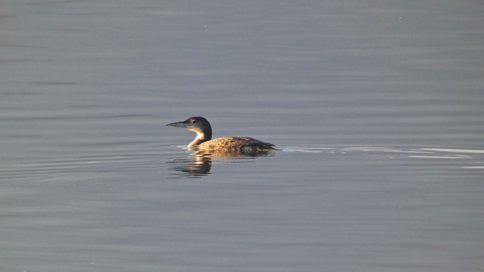 Šta nam poručuje poslednji popis ptica vodenih staništa? 3 Šta nam poručuje poslednji popis ptica vodenih staništa? 3