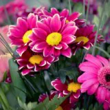 Cvetna dekoracija koja dolazi iz dobrih cvećara 2