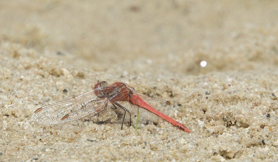 Peščane mušice, lajšmanija i klimatske promene: Da li je Srbija postala tlo za tropske bolesti? 1