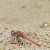 Peščane mušice, lajšmanija i klimatske promene: Da li je Srbija postala tlo za tropske bolesti? 2