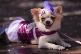 Psići u kostimima i šljokicama paradirali u Rio de Žaneiru, na početku karnevala (FOTO) 2