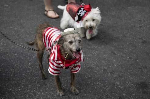 Brazil Carnival Dogs Psići u kostimima i šljokicama paradirali u Rio de Žaneiru, na početku karnevala (FOTO) 5