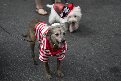 Psići u kostimima i šljokicama paradirali u Rio de Žaneiru, na početku karnevala (FOTO) 5