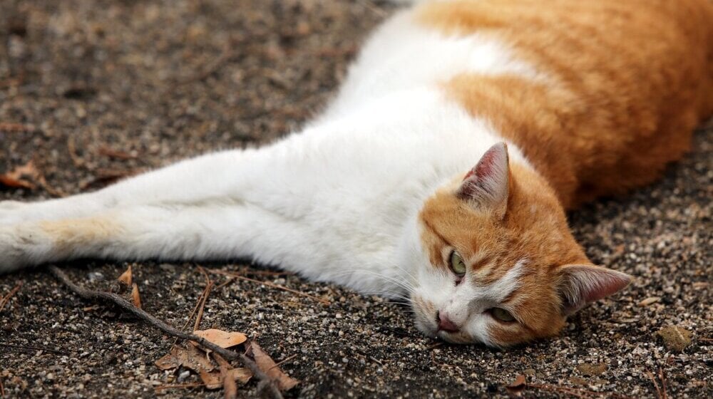 U niškom selu Berbatovo spaljene mačke: Udruženje Pit nudi novčanu nagradu za informacije o zlostavljaču 1