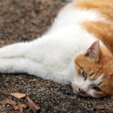 U niškom selu Berbatovo spaljene mačke: Udruženje Pit nudi novčanu nagradu za informacije o zlostavljaču 2