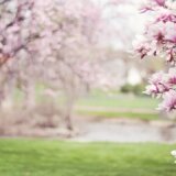 Kad počinje proleće 2024. godine? 1