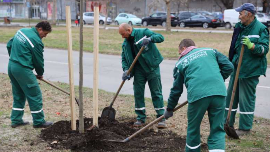Julsko nevreme u Novom Sadu odnelo 3.000 stabala, Grad nastavlja ozelenjavanje 1