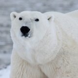 Polarni medvedi će umirati od gladi ukoliko se nastave periodi bez leda na Arktiku 1