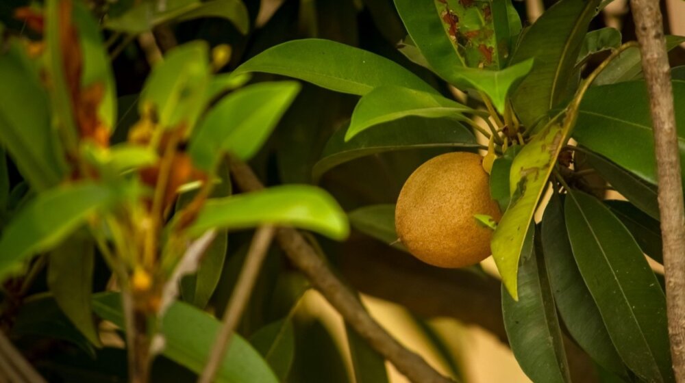 Ovo voće ima ukus čokolade i sadrži četiri puta više vitamina C nego pomorandže 1