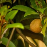 Ovo voće ima ukus čokolade i sadrži četiri puta više vitamina C nego pomorandže 10