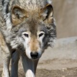 vukovi iz Černobilja