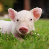 Francuskinja nekada prodavačica duvana sada pedikir za svinje kao kućne ljubimce 1