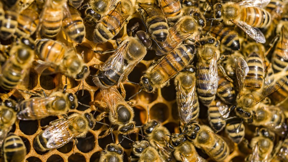 Pčelinji otrov