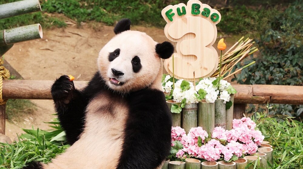 (VIDEO) Dirljiv oproštaj cele zemlje od bebe pande: Višesatna čekanja zbog ljubimčeta nacije 1