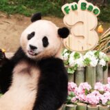 (VIDEO) Dirljiv oproštaj cele zemlje od bebe pande: Višesatna čekanja zbog ljubimčeta nacije 10