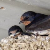 Svetski dan lasta: „Jedva čekam da čujem njihov cvrkut" 7