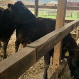 Zalogaj mesa zlata vredan: Skupocene japanske vagju krave stigle u Srbiju 7