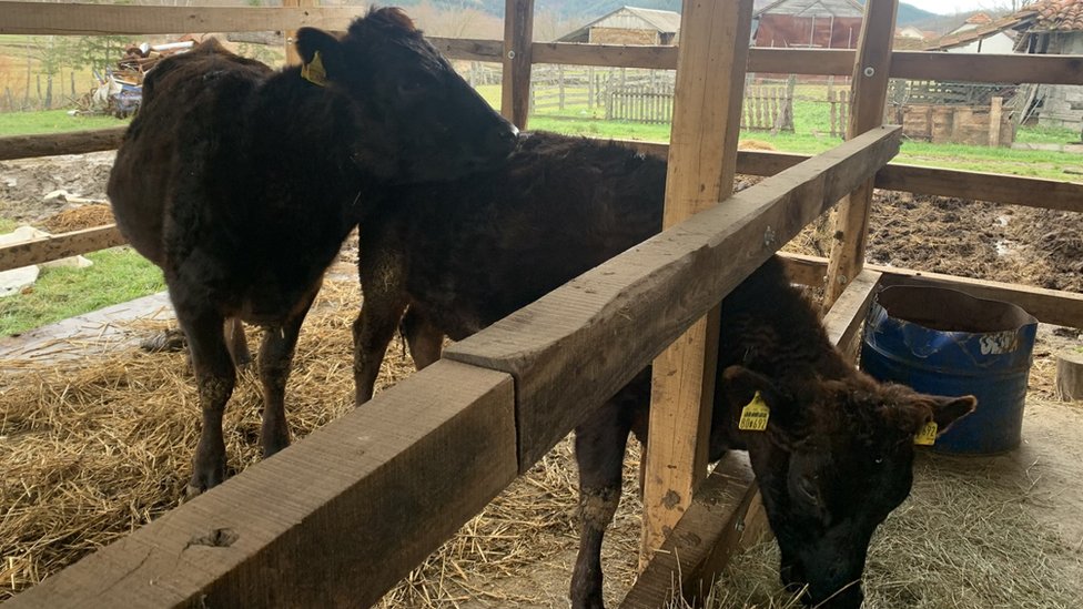 Zalogaj mesa zlata vredan: Skupocene japanske vagju krave stigle u Srbiju 1 Gara i Julka u štali