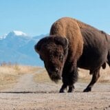 Klimatske promene: Kako bi bizon na ispaši mogao da bude dobar za planetu 5