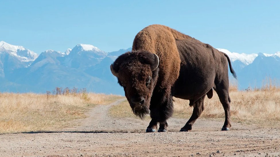 Klimatske promene: Kako bi bizon na ispaši mogao da bude dobar za planetu 1 bizon