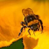 Apiterapija u Srbiji: Koliko je pčelinji otrov delotvoran po zdravlje 5