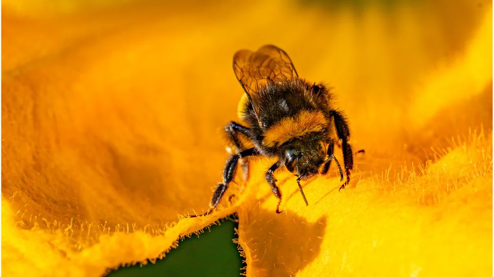 Pčele