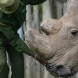 Životinje: Poslednji mužjak njegove vrste - nosorog koji je postao ikona očuvanja prirode 3