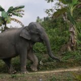 Životinje: Sud u Bangladešu zabranio usvajanje kritično ugrožene vrste slonova 6