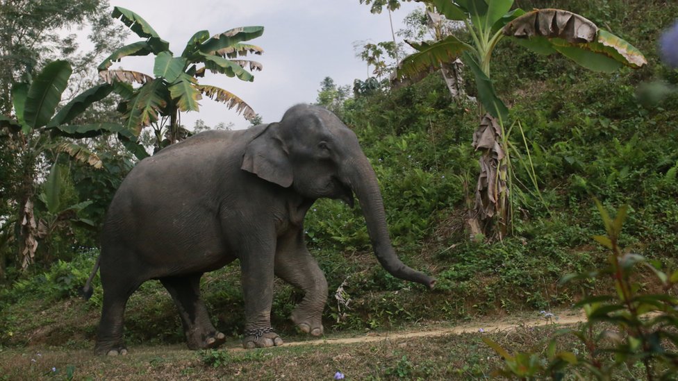 An Asian elephant in Bangladesh