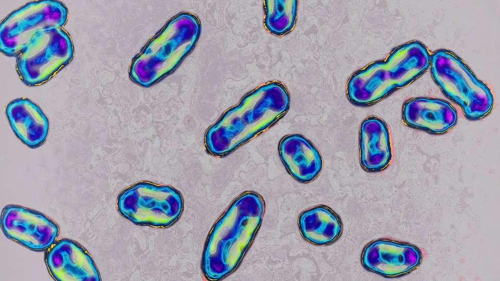 Bubonska kuga, bakterije