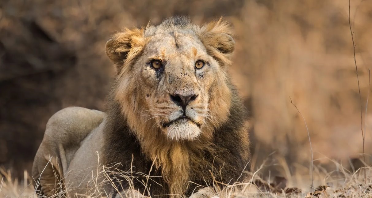 Kultura: Četiri hiljade godina istorije zmajeva 3 lav