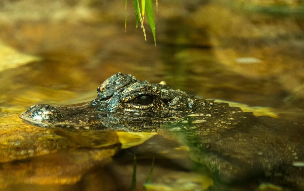 Kultura: Četiri hiljade godina istorije zmajeva 4 Kineski aligator