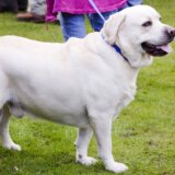 Životinje: Zašto su labradori debeljuškasti i jesu li krivi njihovi geni 3