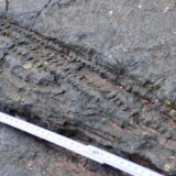 Otkrivena najstarija šuma na svetu, tvrde naučnici 4